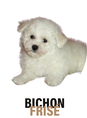 Nos chiots - Bichon frisé