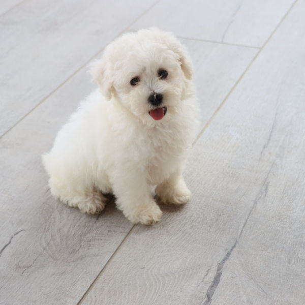 Femelle bichon : UCHKA