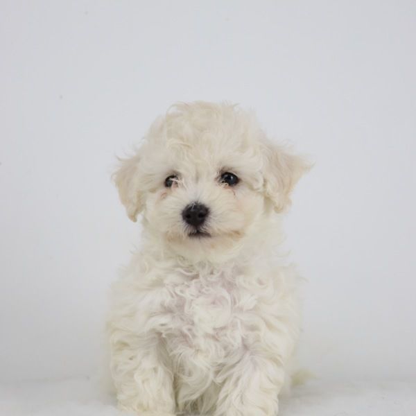 Mâle bichon : 1050€