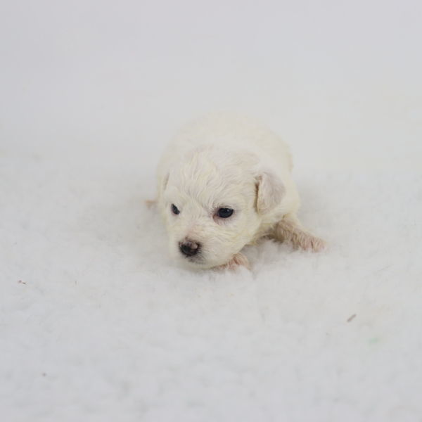 Femelle bichon 