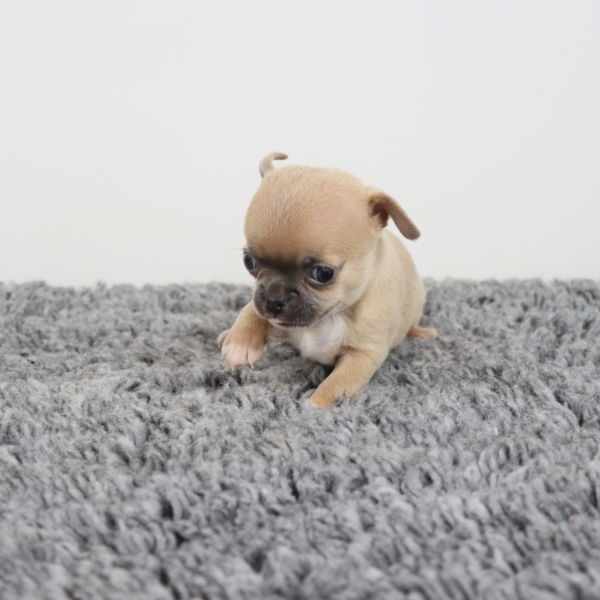 Mâle poil court blue fawn