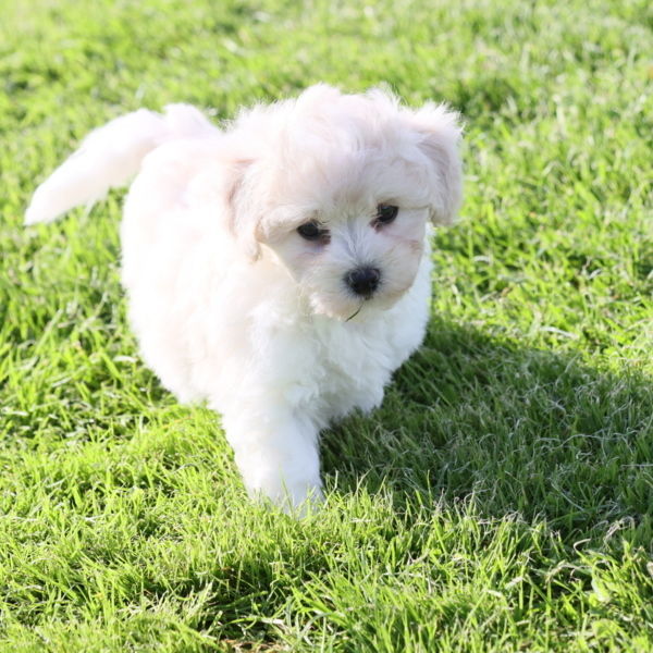 Mâle bichon 1200€