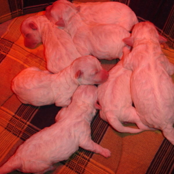 Mâle bichon  - 1200€